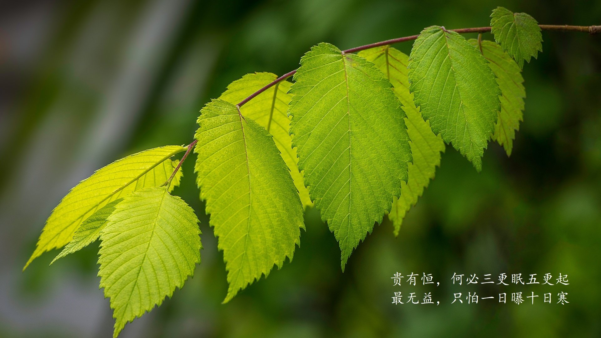 公牛队球员因伤禁赛 备战计划受阻，公牛队现状