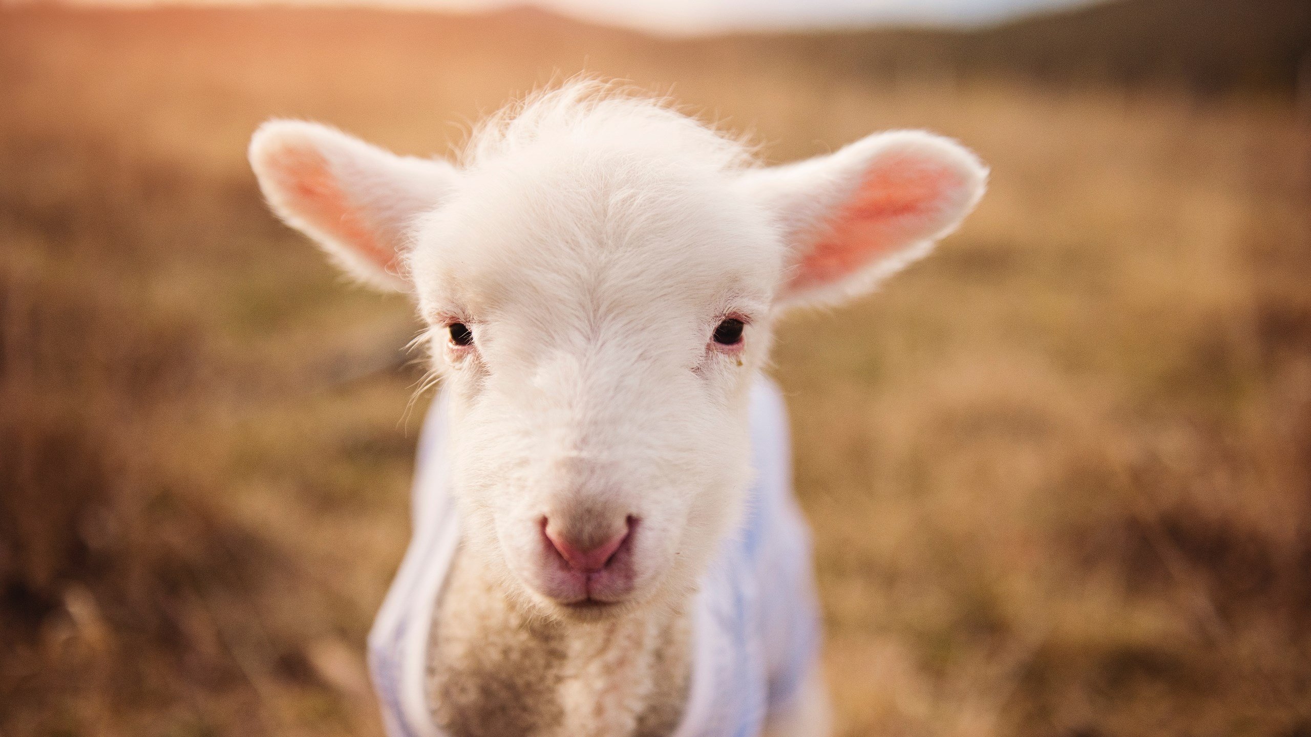 NBA赛季关键球员表现,nba本赛季球员