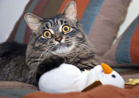 勒沃库森围绕控球展开连续进攻,勒沃库森战术