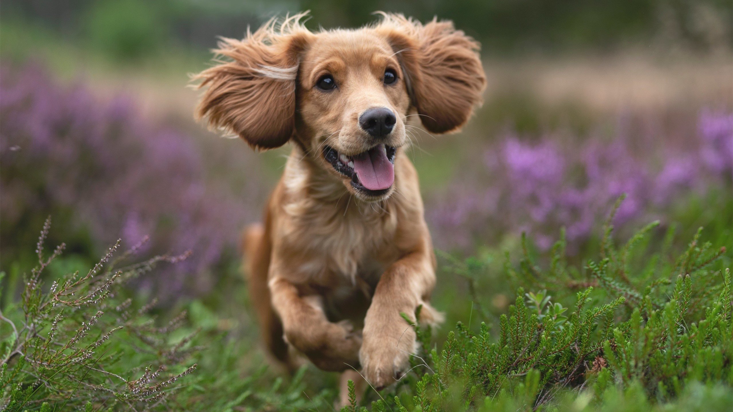 德国队的未来展望:在国际乒联混合团体世界杯中如何崭露头角,2021年德国乒乓球队