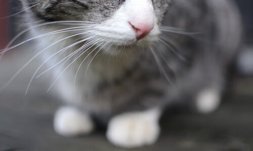 乐鱼官网-澳男接力小组赛火力全开，澳男篮联赛