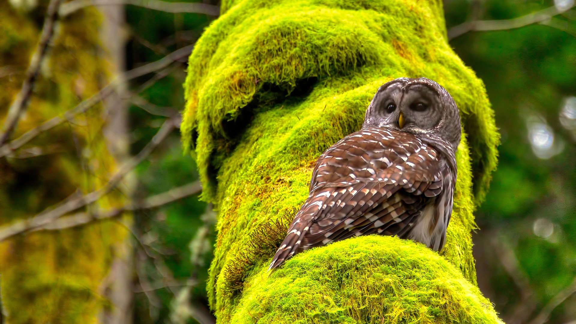 乐鱼电竞· (中国)官方网站-羽毛球赛场技术水平提升，羽毛球比赛中的技术要领视频