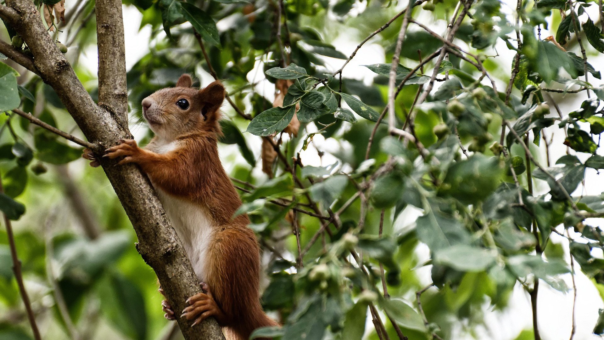德甲黑马崛起:惊喜不断引发热议,德甲综述