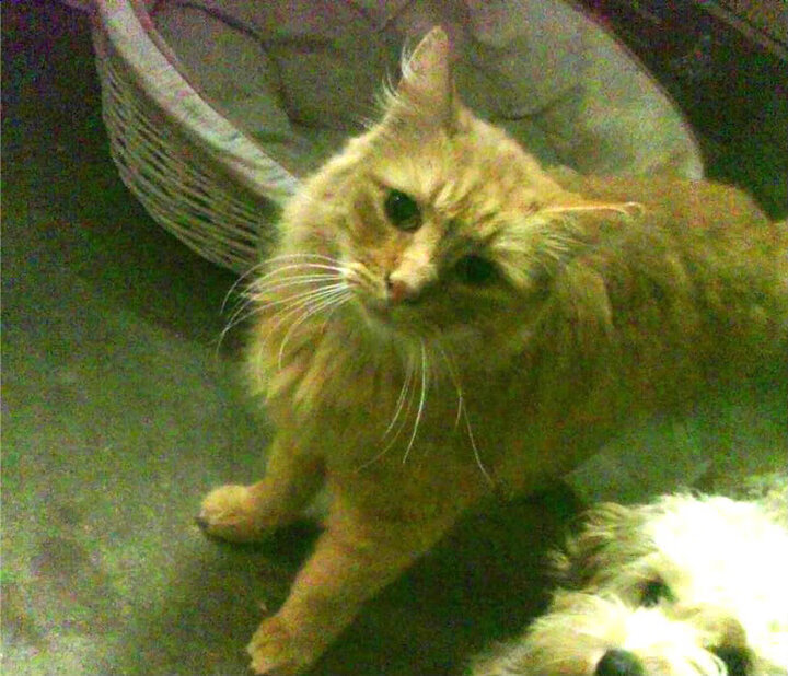 Leyu Sports (乐鱼体育)-斯洛伐克男篮在欧洲预赛中争夺资格，迈向更广舞台，斯洛伐克男篮实力