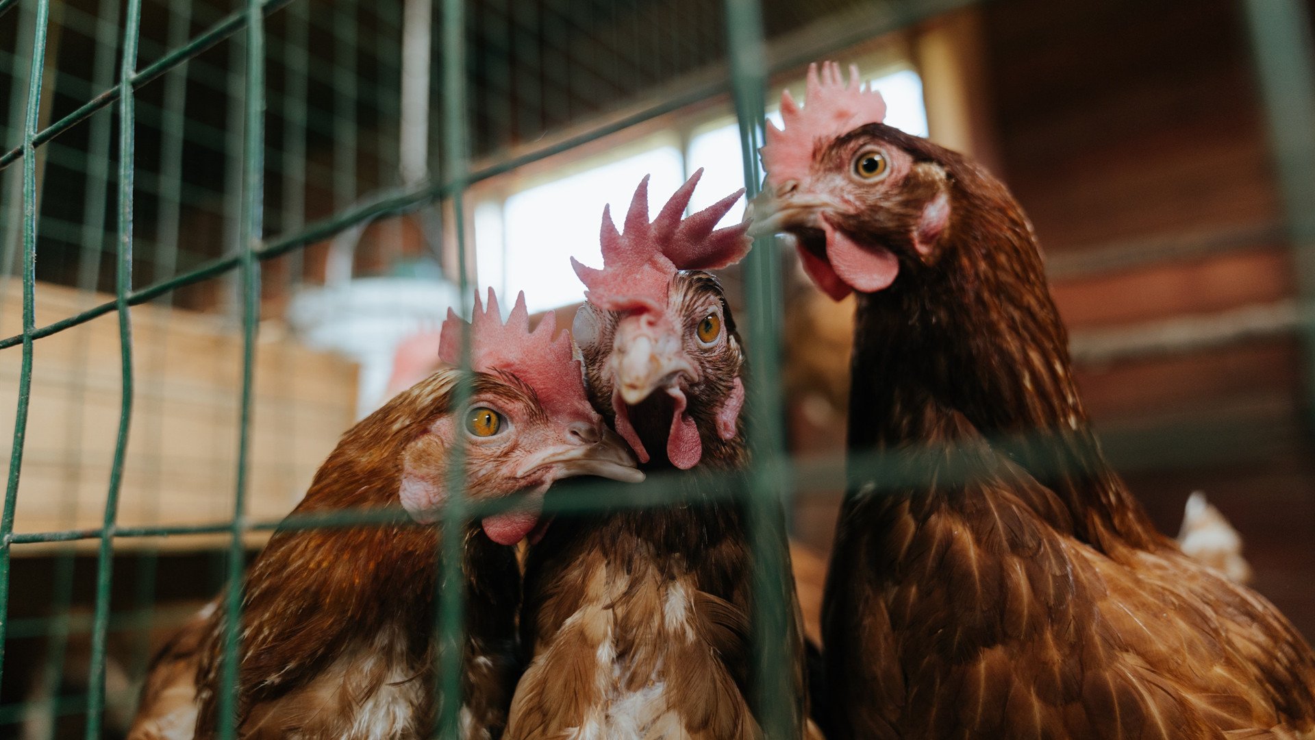 Leyu Sport下载-欧洲杯变阵奇迹：策略、突破、奇迹连连！，欧洲杯迎来结局