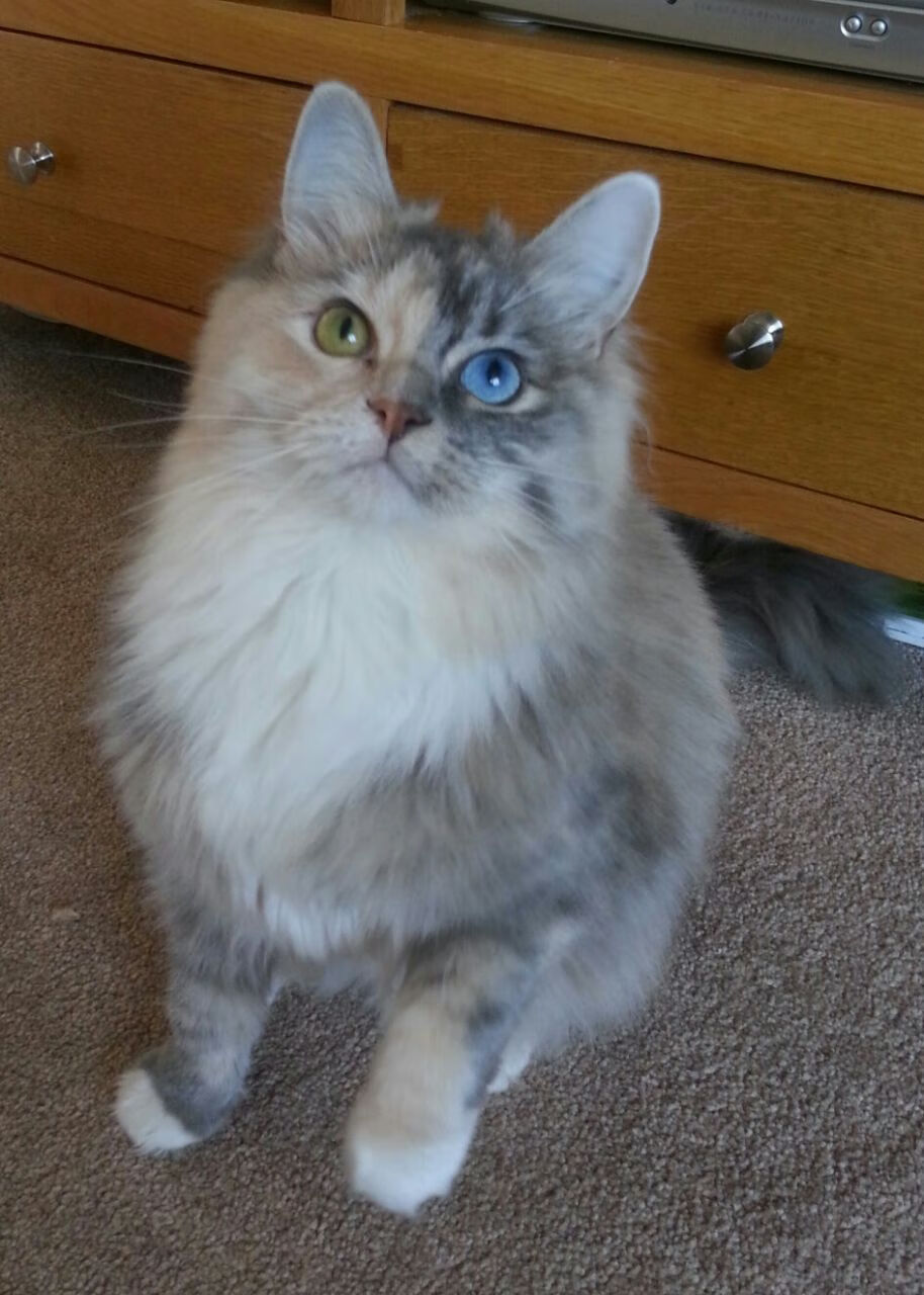 温斯坦力拼奖牌位列前排,温斯坦莱的主要思想